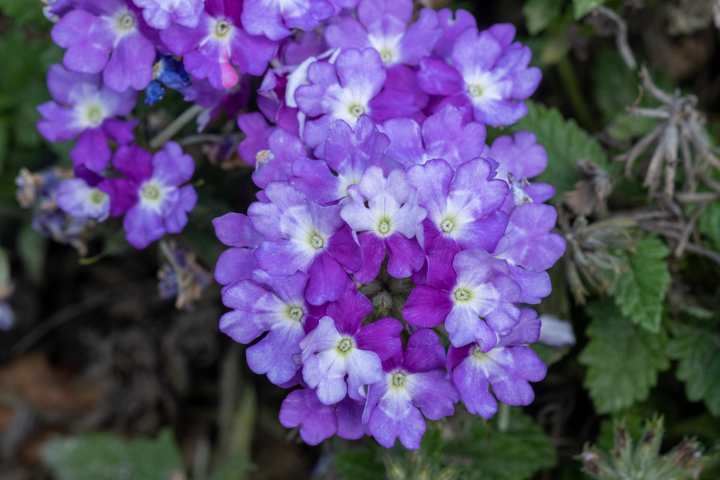 Purple Flowers