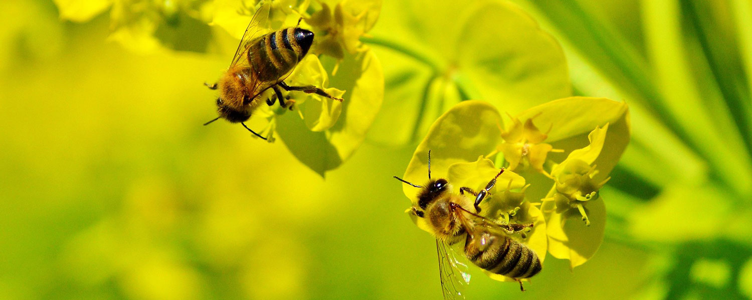 Honey bees on flowers