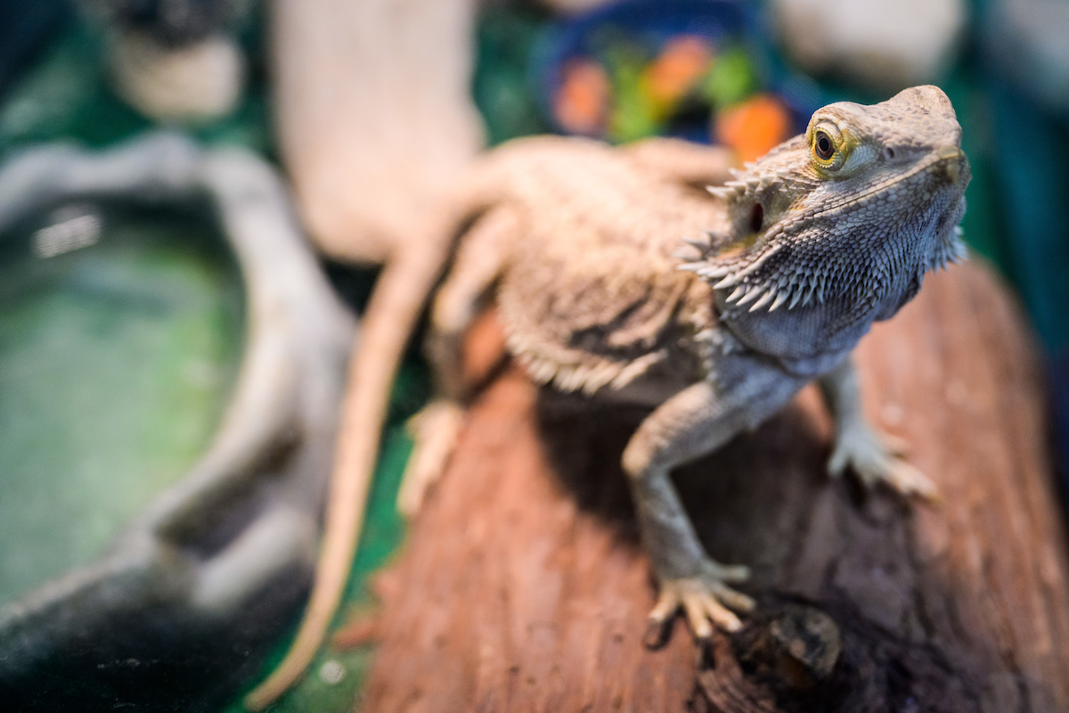 Spiny lizard