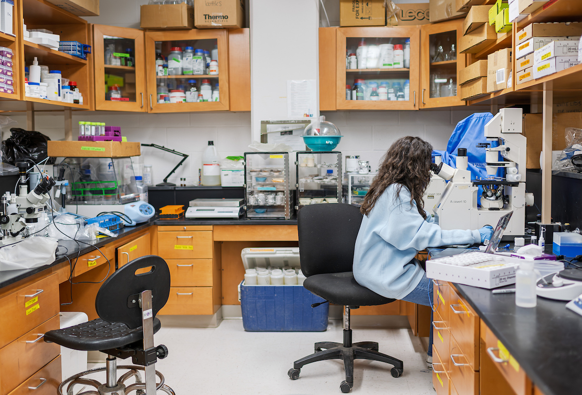Student working at a microscope in a lab for David Costello's river water research