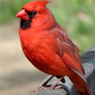 The Cardinal is the State Bird of Ohio