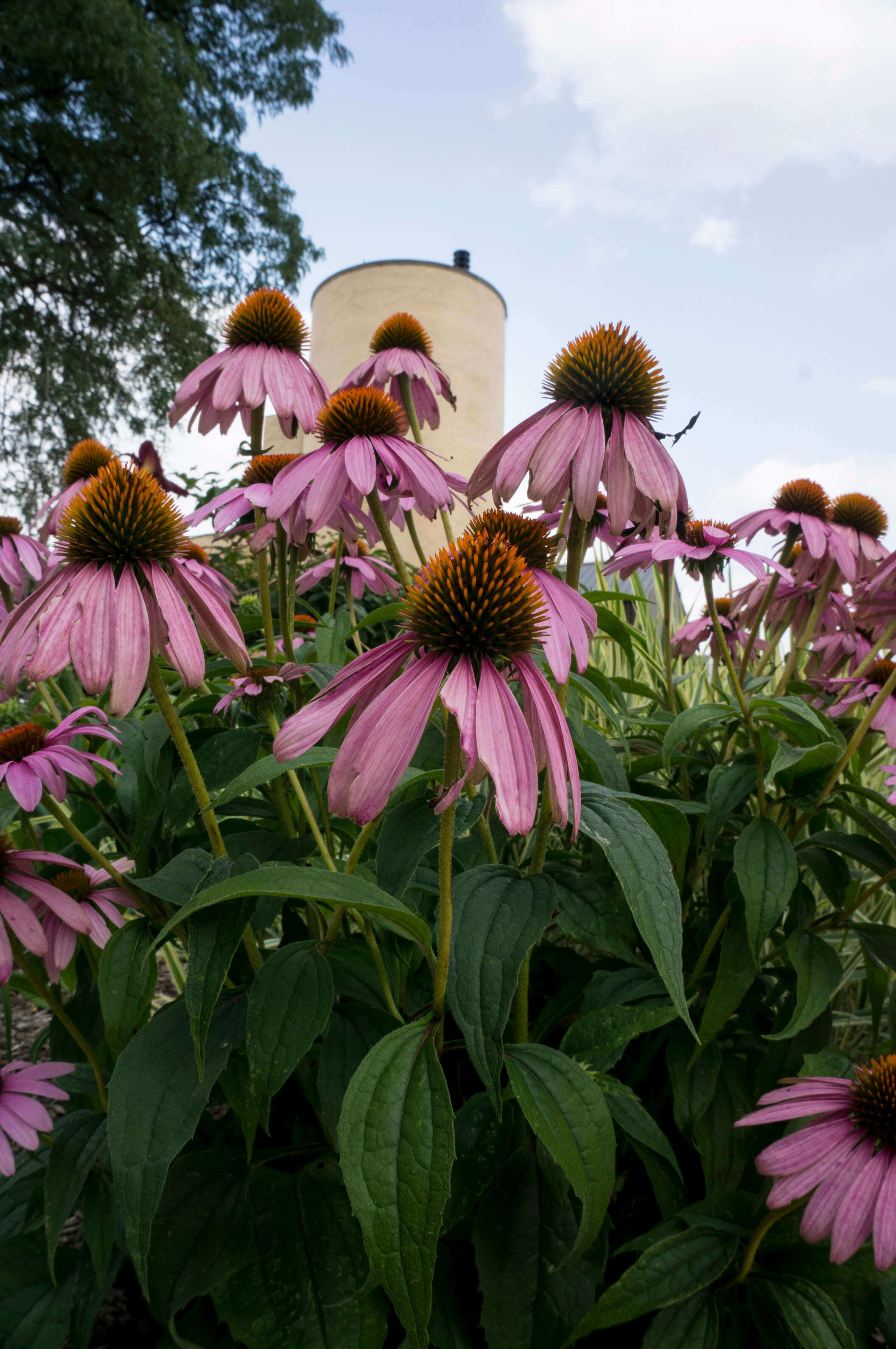 Flowers with a building in the background