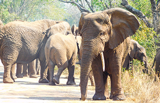 Image of Elephants at the Akagera National Park