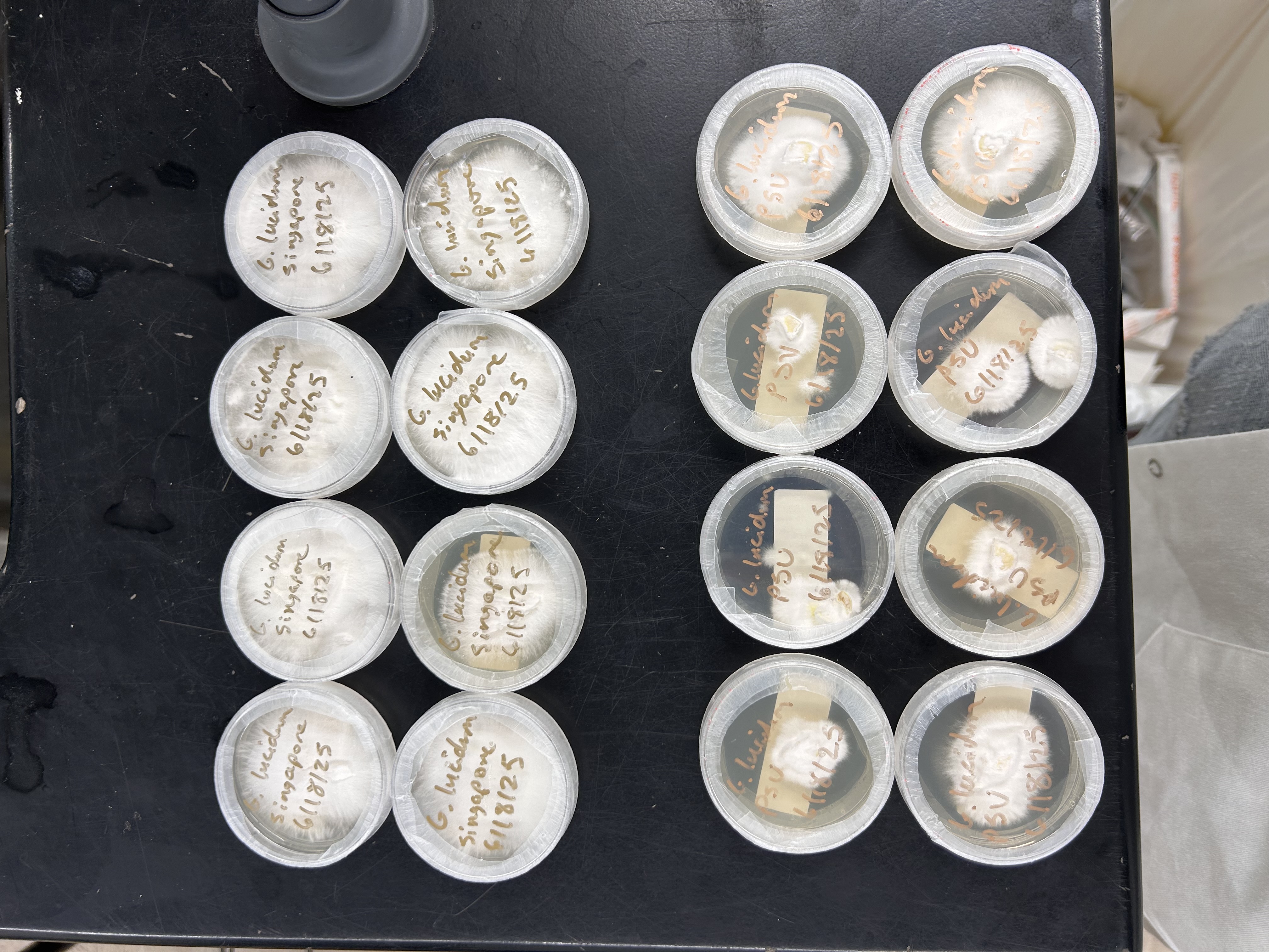 mushroom cultures