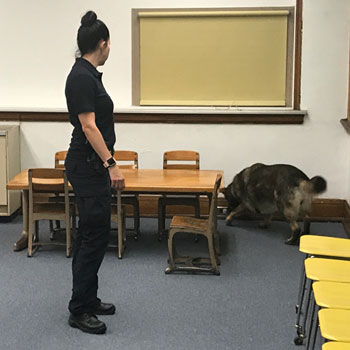 Kent State Officer Anne Spahr and Coco conduct a classroom search Kent State Officer Anne Spahr and Coco conduct a classroom search