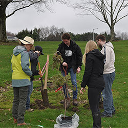 Planting the dogwood on the Salem Campus