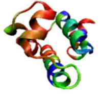 Video Frame from protein folding / unfolding calculation by Prof. Portman's group