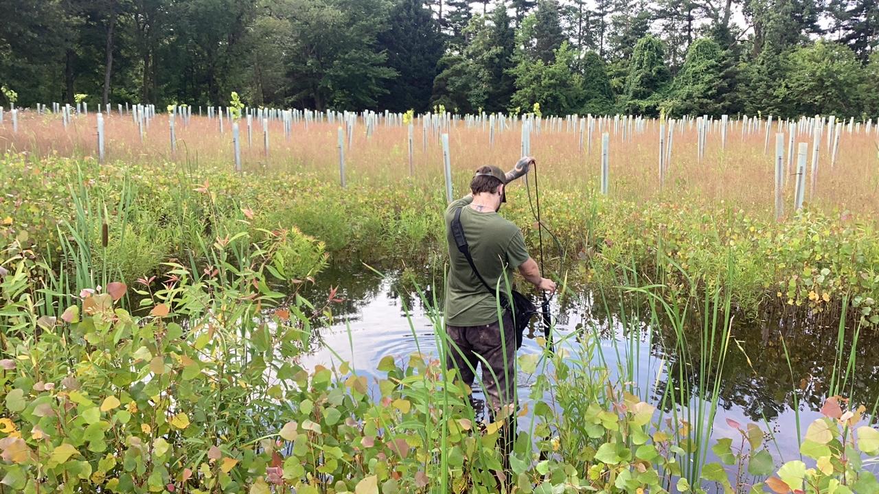 Researcher monitoring a wetland at the Oak Openings Preserve Researcher monitoring a wetland at the Oak Openings Preserve
