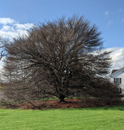 Special Campus Tree