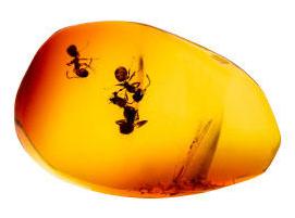 Ants in amber