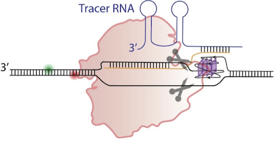 DNA Transcription