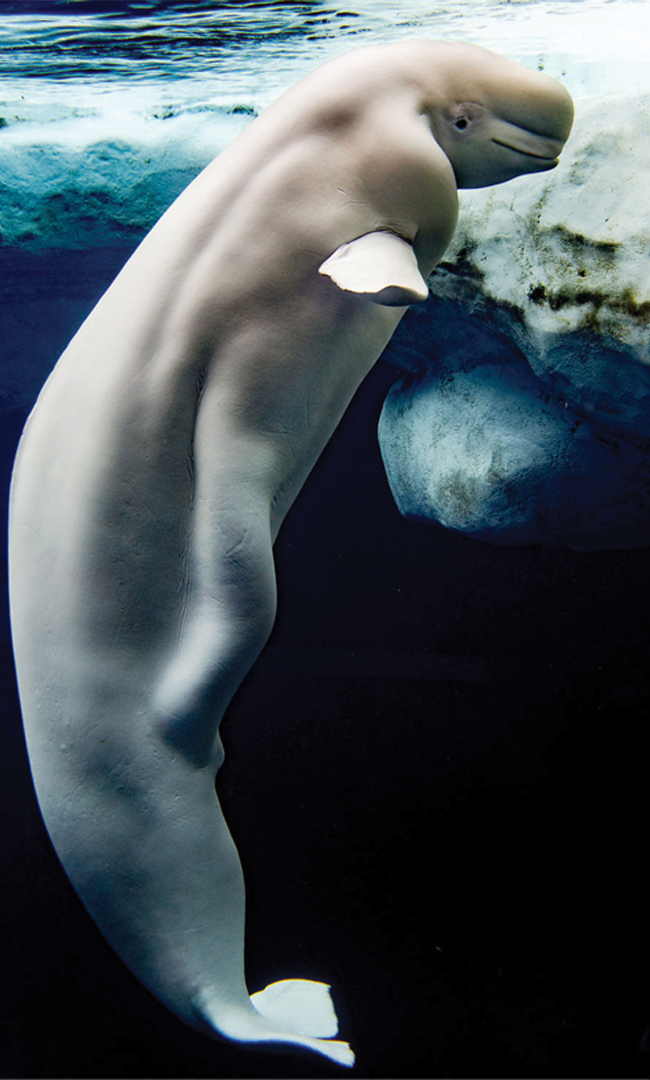 Beluga Whale