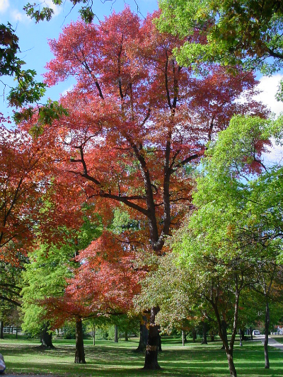 Several beautiful red and green trees on campus