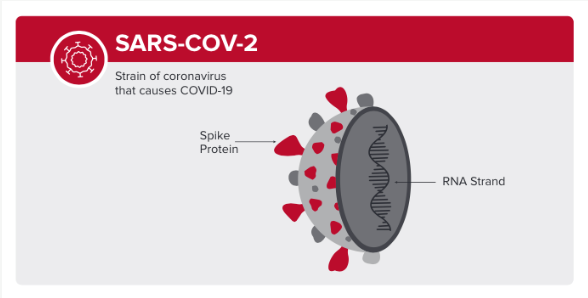 SARS-COV-2 image of strain of coronavirus that causes COVID-19, illustrating the spike protein and RNA strand.