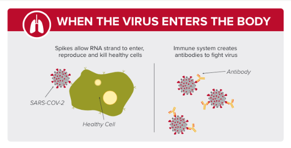 Illustration when the virus enters the body showing the spikes allowing the RNA strand to enter, reproduce and kill healthy cells. Immune system creates antibodies to fight the virus picture of three antibodies attached to the virus.