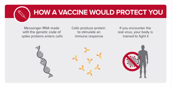 How a vaccine would protect you. Messenger RNA made with genetic code of spike proteins enter the cells. Cells produce protein to stimulate an immune system response. If you encounter the real virus, your body is trained to fight it.