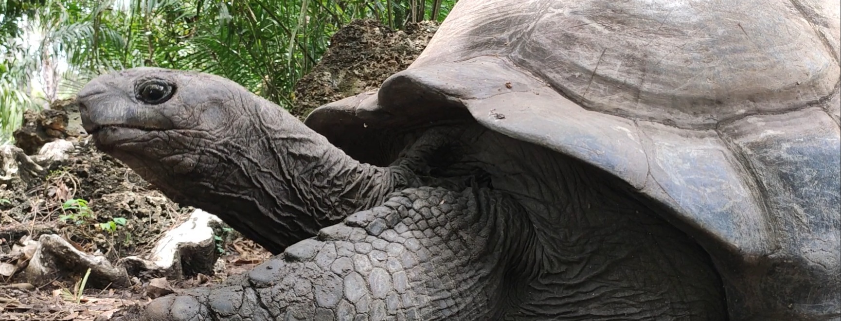 Galapagos Tortoise