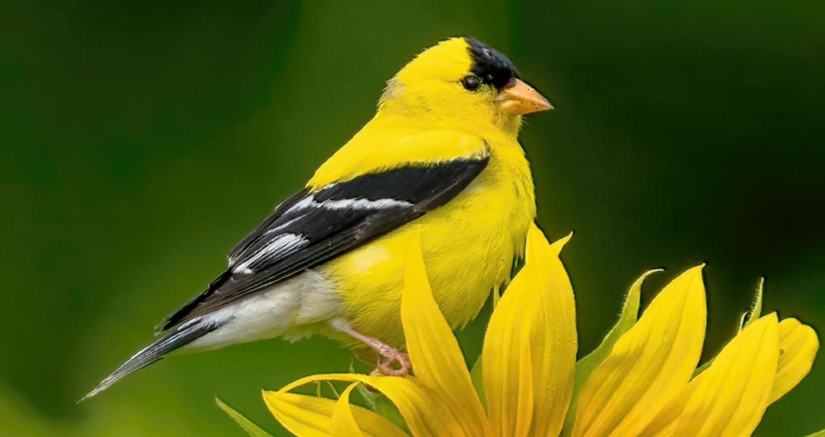 goldfinch
