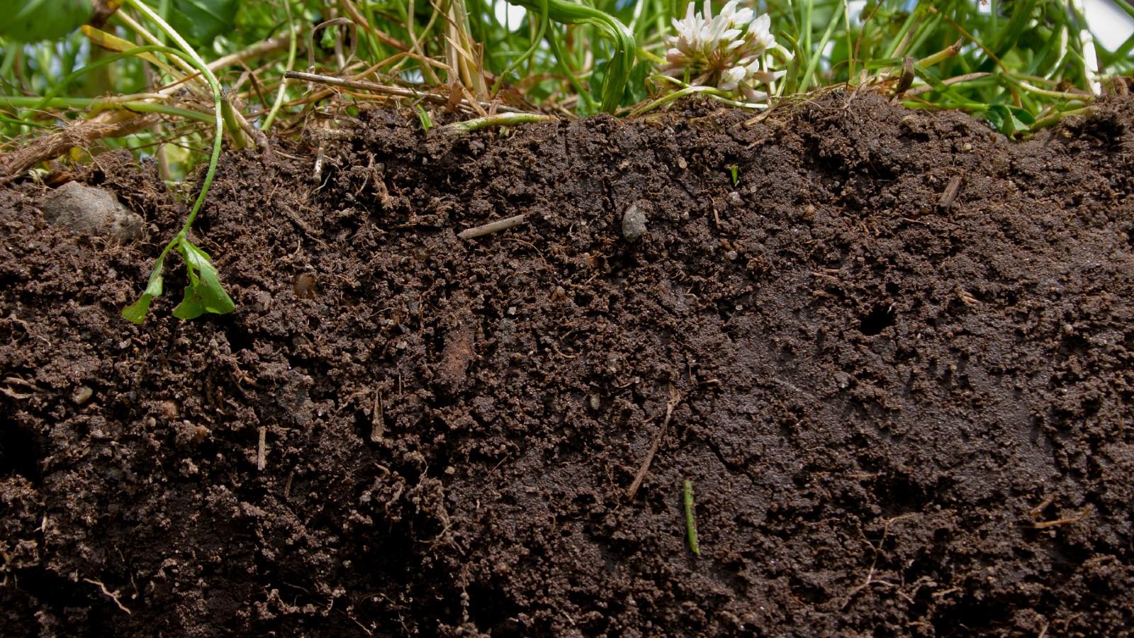 soil crossview