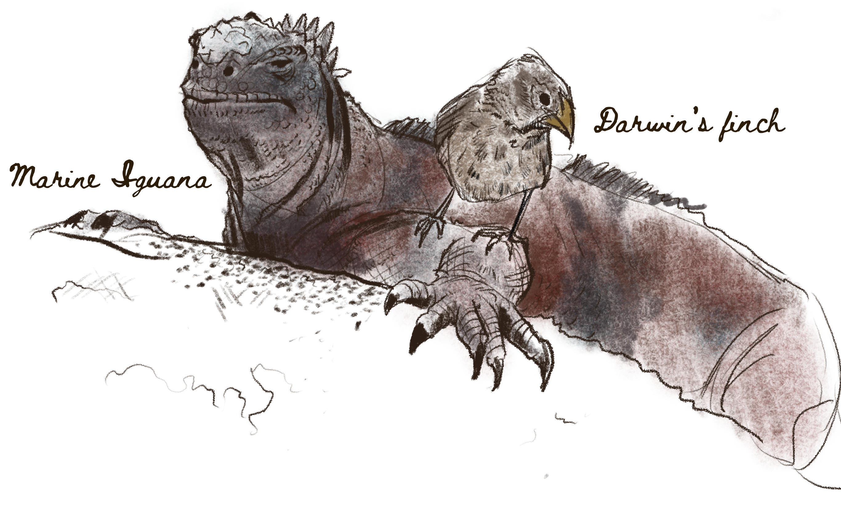 Marine Iguana and Darwins Finch