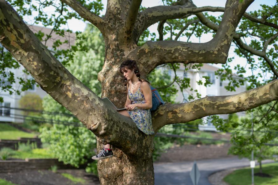 Student sitting in a tree with a laptop