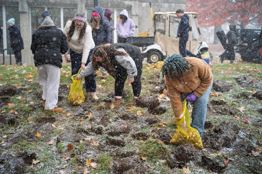 Daffodil Hill planting Veterans Day 2025