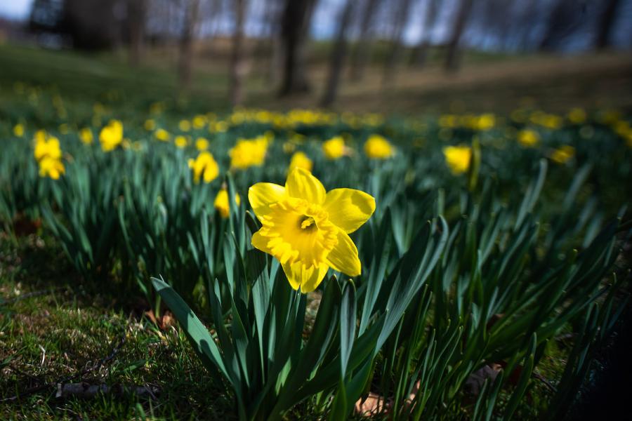 Daffodils