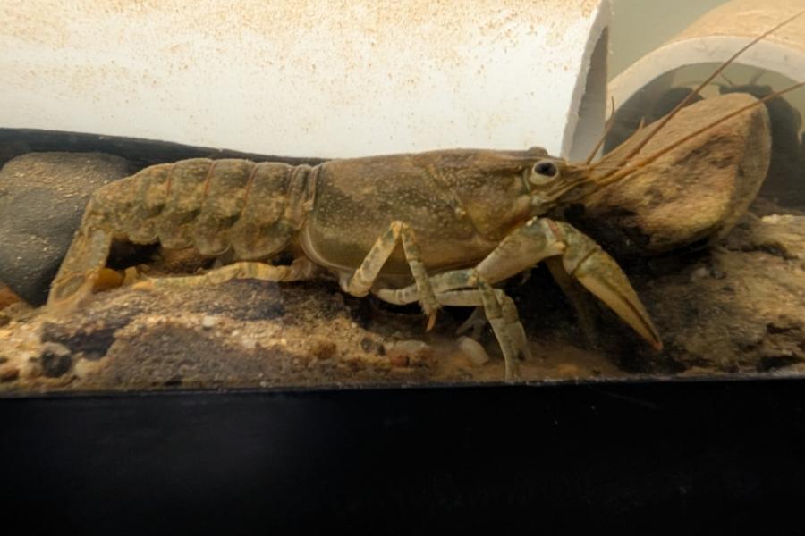 Crayfish