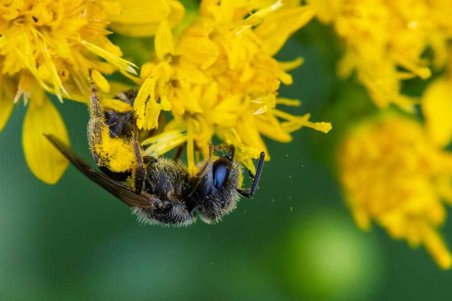 Bee, covered in pollen Bee, covered in pollen