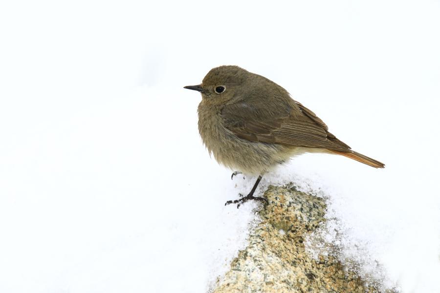black redstart