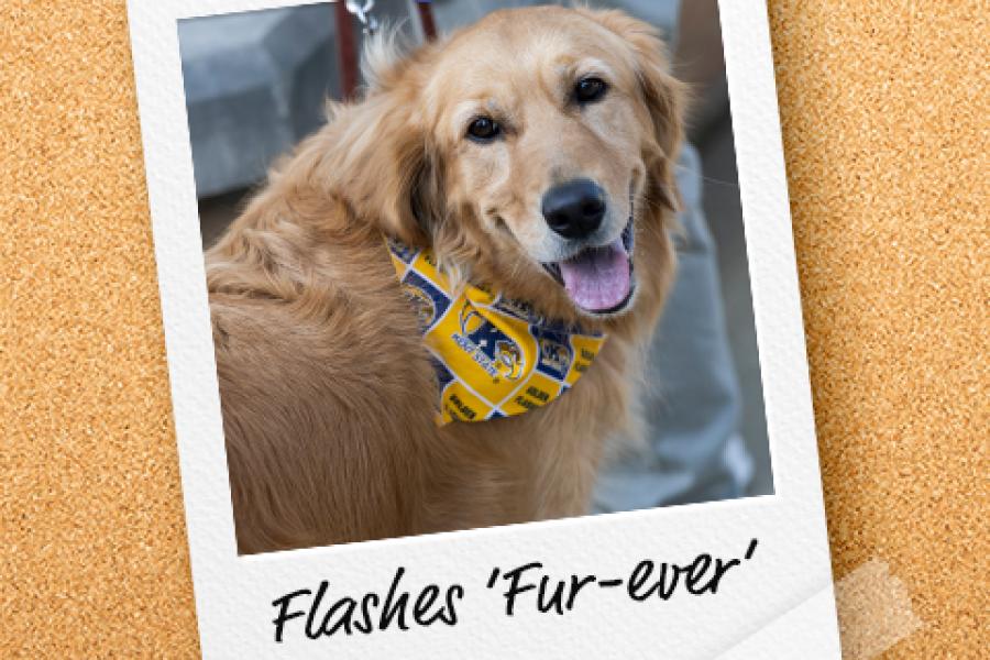 A polaroid of a golden retriever with the words "Flashes Fur-ever" underneath.