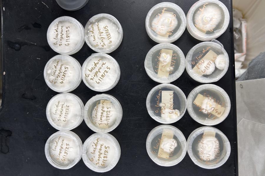 mushroom cultures