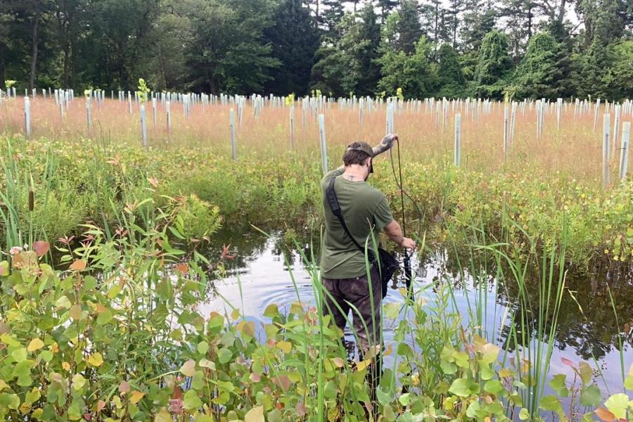 Researcher monitoring a wetland at the Oak Openings Preserve Researcher monitoring a wetland at the Oak Openings Preserve