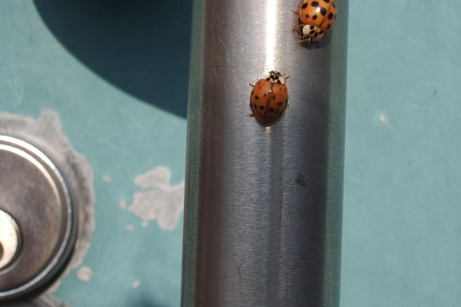 lady beetles