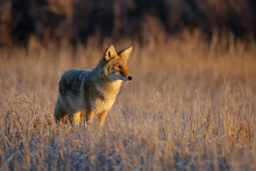 Coyote in a field