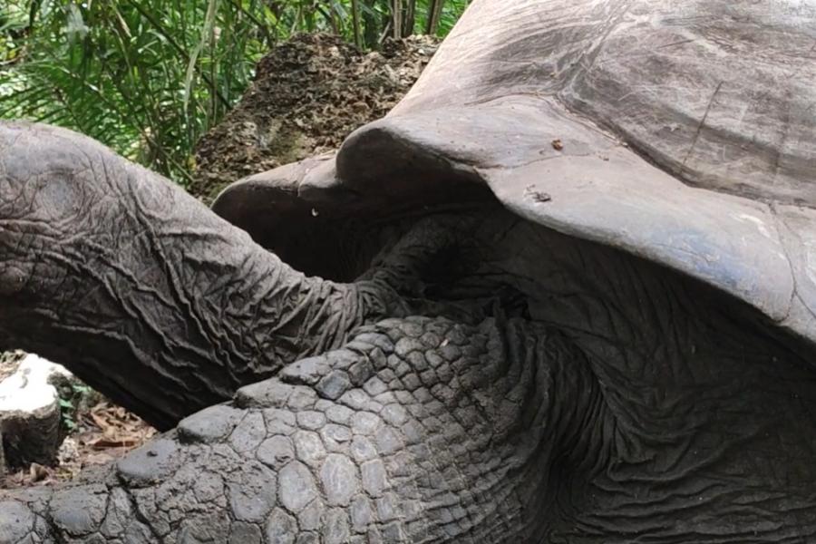 Galapagos Tortoise