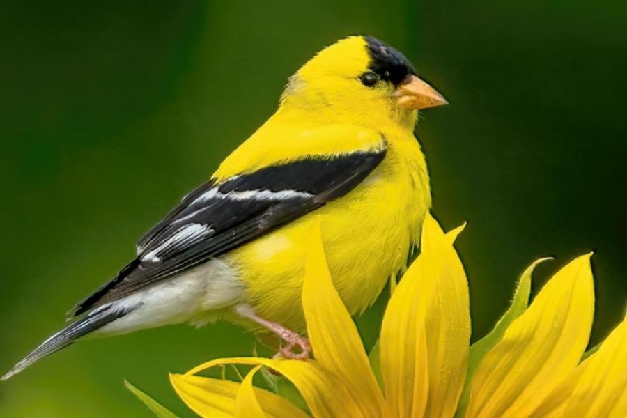 goldfinch
