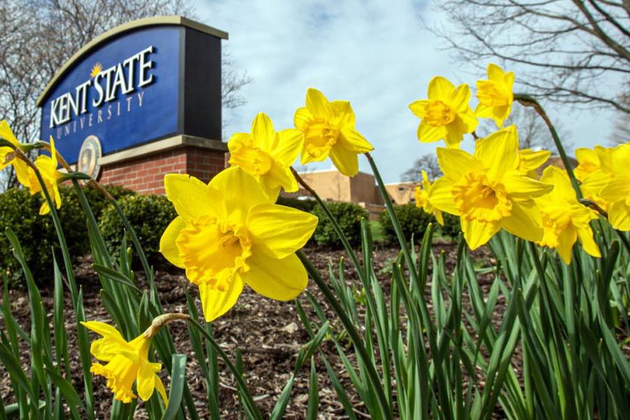 Kent State sign with daffodils
