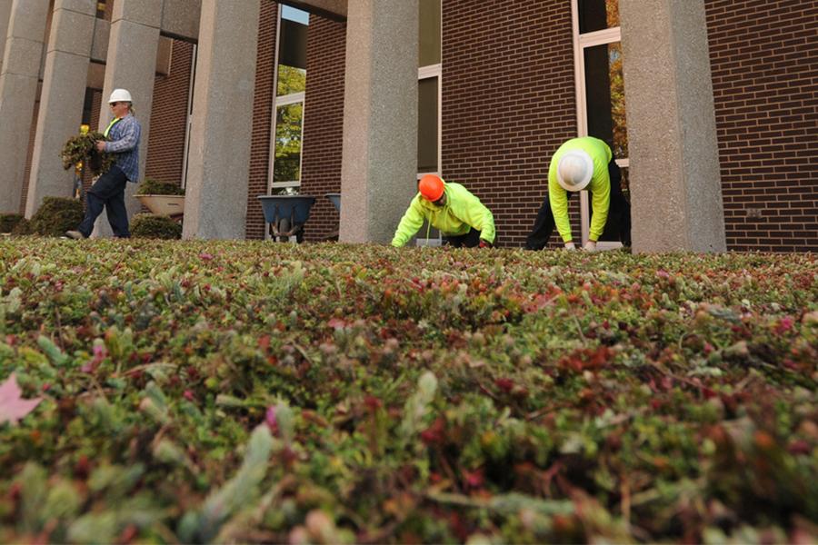 Installation of a green roof at Taylor Hall