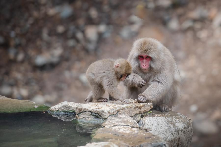 An adult and baby monkey in Japan.