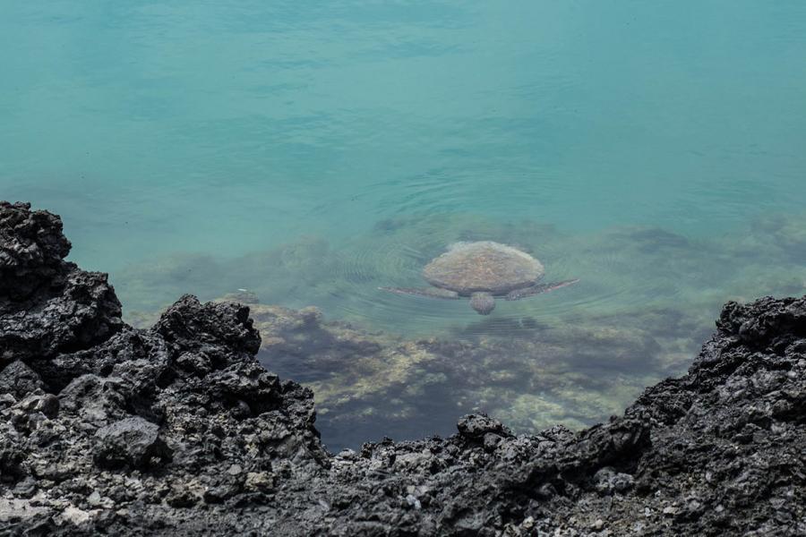 Tortoise swimming in the water near the coast in the Galapagos Islands.