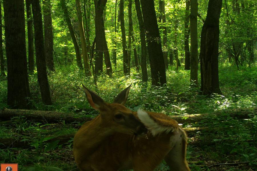 trail cam image of deer