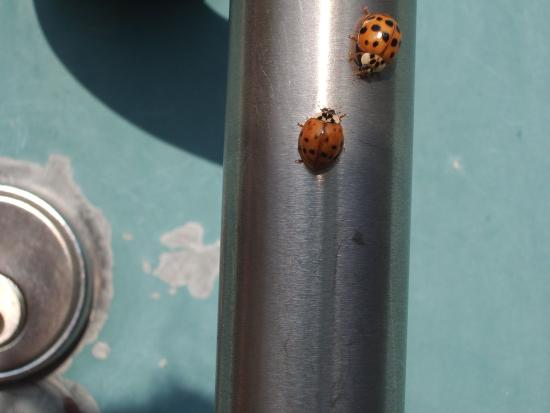 lady beetles