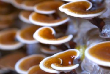 Reishi mushrooms