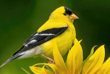 goldfinch