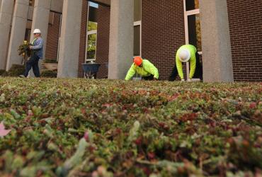 Installation of a green roof at Taylor Hall