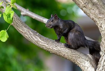 a black squirrel on the Kent Campus