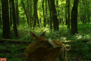 trail cam image of deer