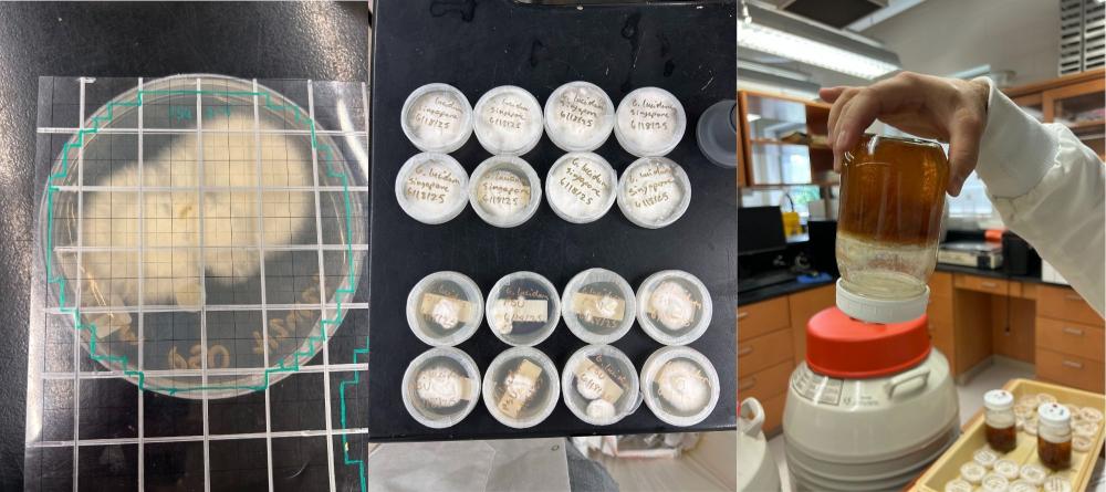 mushroom cultures