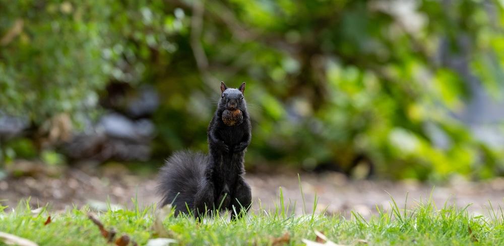 Black squirrel looking at camera